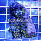 Zoanthus Coral Solomon (click for more detail)