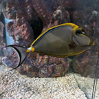 Blonde Naso Tang (click for more detail)