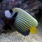 Emperor Angelfish - Adult (click for more detail)