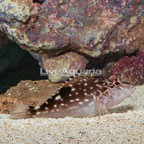 Giant Hawkfish  (click for more detail)