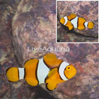 Ocellaris Clownfish (click for more detail)