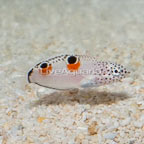 Twin Spot Wrasse  (click for more detail)