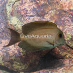 Orange Stripe Bristletooth Tang (click for more detail)