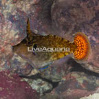 Orangetail Filefish (click for more detail)