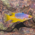 Mexican Hogfish (click for more detail)