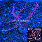 USA Cultured Pink Gorgonian (click for more detail)
