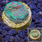 LiveAquaria® Cultured Pavona Coral (click for more detail)