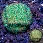 LiveAquaria® Cultured Leptoseris Coral (click for more detail)