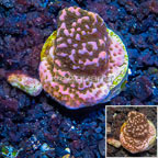 LiveAquaria® Cultured Montipora Coral  (click for more detail)