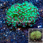 LiveAquaria® Cultured Hammer Coral (click for more detail)