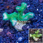 LiveAquaria® Cultured Stylophora Coral (click for more detail)