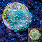 LiveAquaria® Cultured Pavona Coral (click for more detail)