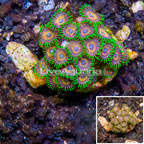 LiveAquaria® Cultured Zoanthus Coral Indonesia (click for more detail)