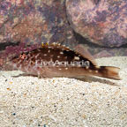 West African Hawkfish (click for more detail)