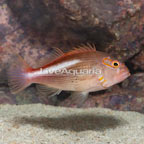 Arc-eye Hawkfish  (click for more detail)