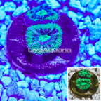 Acan Lord Coral Indonesia (click for more detail)