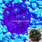 Zoanthus Coral Tonga  (click for more detail)