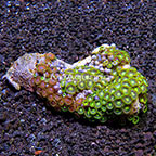 Green Bay Packers and Wham'n Watermelon Colony Polyp Rock Zoanthus Indonesia IM (click for more detail)