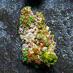 Radioactive Dragon Eye and Wham'n Watermelon Colony Polyp Rock Zoanthus Indonesia IM (click for more detail)