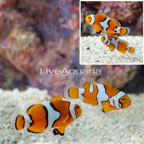 Premium Picasso Percula Clownfish, Pair (click for more detail)
