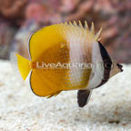 Orange Butterflyfish  (click for more detail)