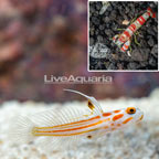 Yasha Goby Female with Red Banded Pistol Shrimp (click for more detail)