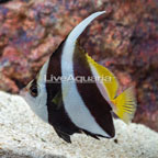 Heniochus Black and White Butterflyfish (click for more detail)