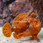 Orange Anglerfish (click for more detail)