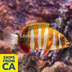 Harlequin Tusk (click for more detail)