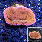 LiveAquaria® Cultured Montipora Coral (click for more detail)