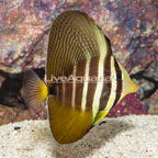 Sailfin Tang (click for more detail)