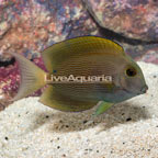 Orange Stripe Bristletooth Tang (click for more detail)