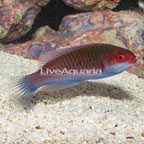 Blueside Fairy Wrasse (click for more detail)