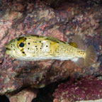 Porcupine Puffer (click for more detail)