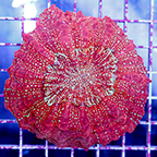 Meat Coral Australia (click for more detail)