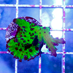USA Cultured Ultra Acropora Coral (click for more detail)