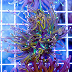 USA Cultured Torch Coral (click for more detail)