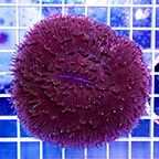 Short Tentacle Plate Coral (click for more detail)