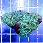 Actinodiscus Mushroom Coral Indonesia (click for more detail)