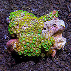 Radioactive Dragon Eye and Candy Stripes Colony Polyp Rock Zoanthus Indonesia IM (click for more detail)