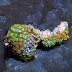 Radioactive Dragon Eye and Wham'n Watermelon Colony Polyp Rock Zoanthus Indonesia IM (click for more detail)