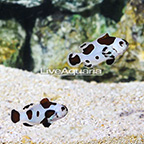 USA Captive-Bred Black Storm Clownfish (Bonded Pair) (click for more detail)