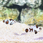 USA Captive-Bred Black Storm Clownfish (Bonded Pair) (click for more detail)