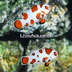 USA Captive-Bred Orange Storm Clownfish (Bonded Pair) (click for more detail)