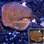 LiveAquaria® Cultured Montipora Coral (click for more detail)