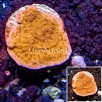 LiveAquaria® Cultured Montipora Coral (click for more detail)