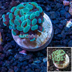 LiveAquaria® Cultured Hammer Coral (click for more detail)