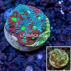 LiveAquaria® Cultured War Coral  (click for more detail)