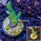 LiveAquaria® Cultured Green Stylophora Coral (click for more detail)