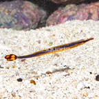 Bluestripe Pipefish, EXPERT ONLY  (click for more detail)